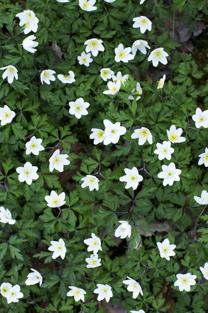Odla vitsippor