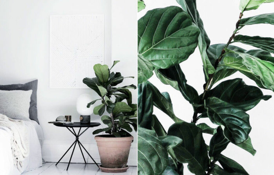 Foto via: <a href="http://decordots.com/2015/05/" target="_blank" rel="noopener">Decordots</a> 01. fiolfikus