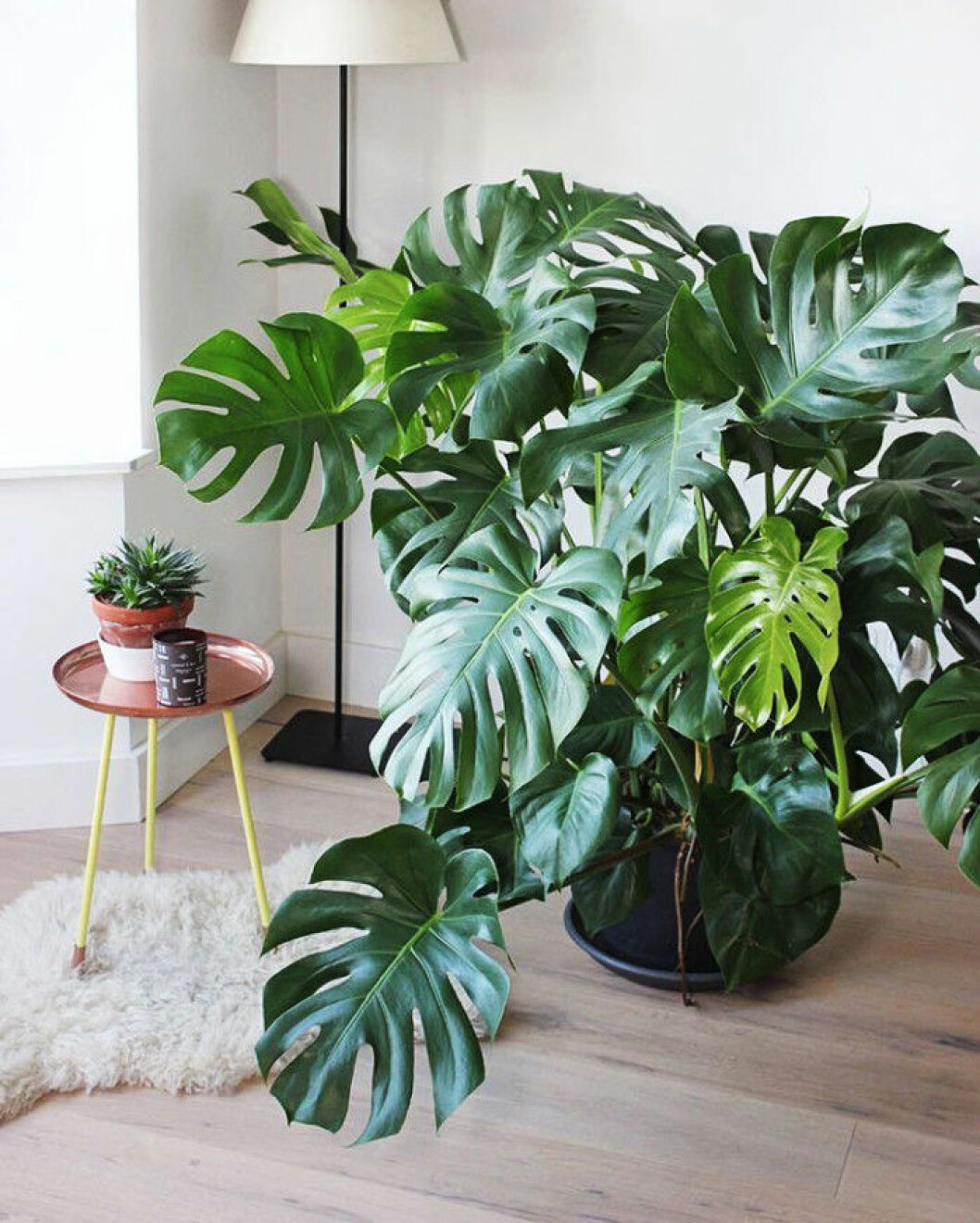 Foto via: <a href="http://www.mangoandsalt.com/2016/01/26/mes-plantes-monstera-deliciosa/" target="_blank" rel="noopener">Mango and salt</a> 02. monstera
