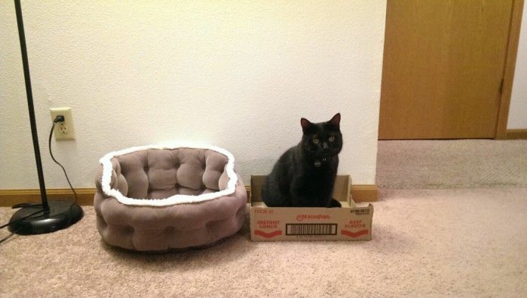 03. katt-box