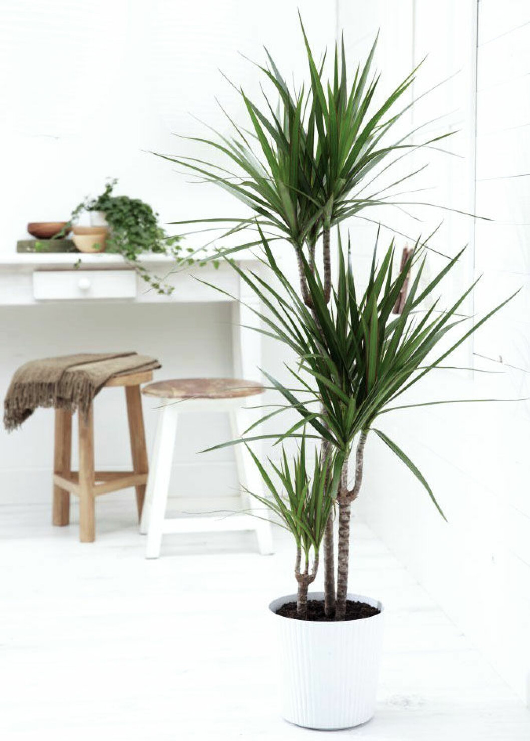Foto: <a href="http://madagascardragontree.com/care-instructions/" target="_blank" rel="noopener">Madagascar dragon tree</a> 03.dracaena