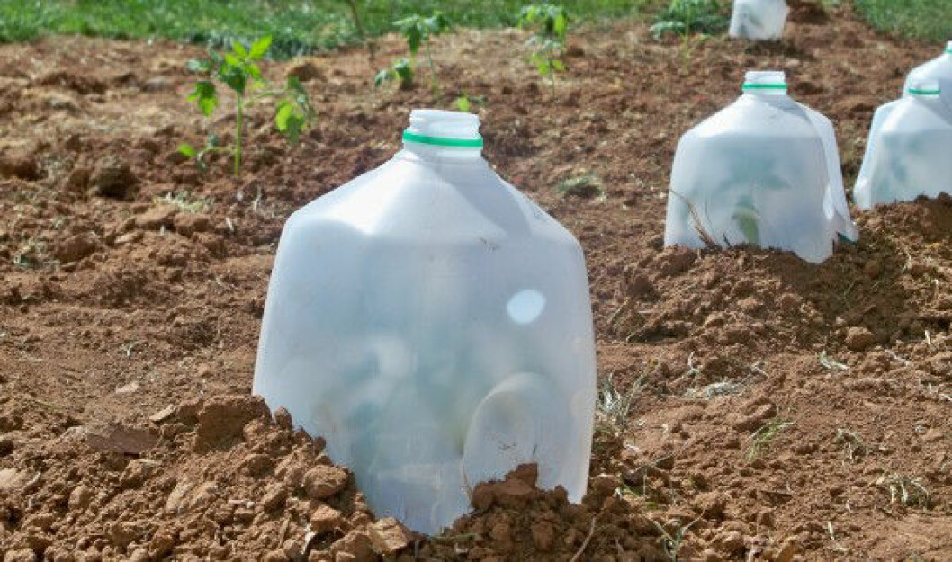 Via: <a href="http://www.familyfoodsecure.com/gardening/quick-tip-milk-jug-hot-caps" target="_blank">Family Food Secure</a> 04. skydd-land