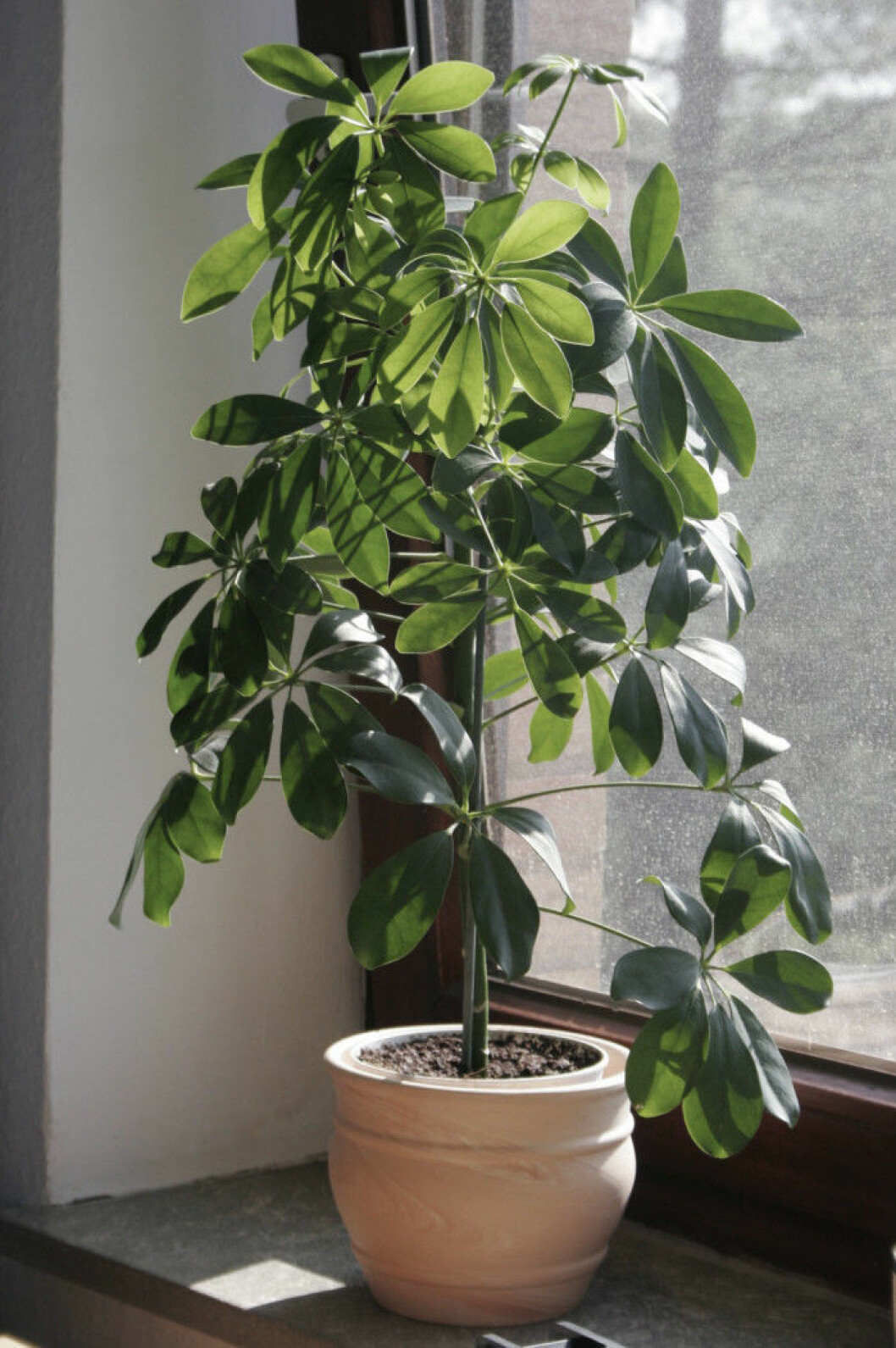Foto via: <a href="http://www.loutosyasmeenflowers.com/products/schefflera-compacta" target="_blank" rel="noopener">Lotus & yasmeen flowers</a> 04. umbrella-tree