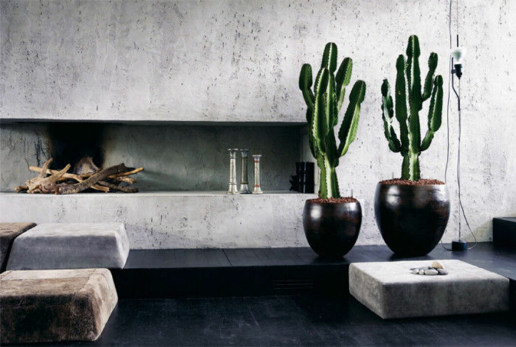 Foto via: <a href="http://artiplant.nl/product/euphorbia-ingens/" target="_blank" rel="noopener">Artiplant</a> 07. high-chaparall-kaktus-cowboy-kaktus-euphorbia
