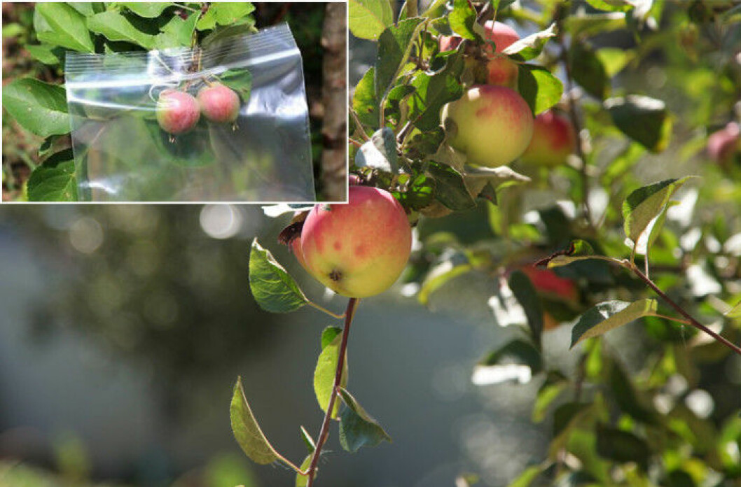 Via: <a href="http://www.ebay.com/gds/24-Simple-Yet-Brilliant-or-rather-good-Garden-Problem-Solvers-/10000000178702502/g.html" target="_blank">Ebay</a> / Foto: Shutterstock 07. ziploc-bag