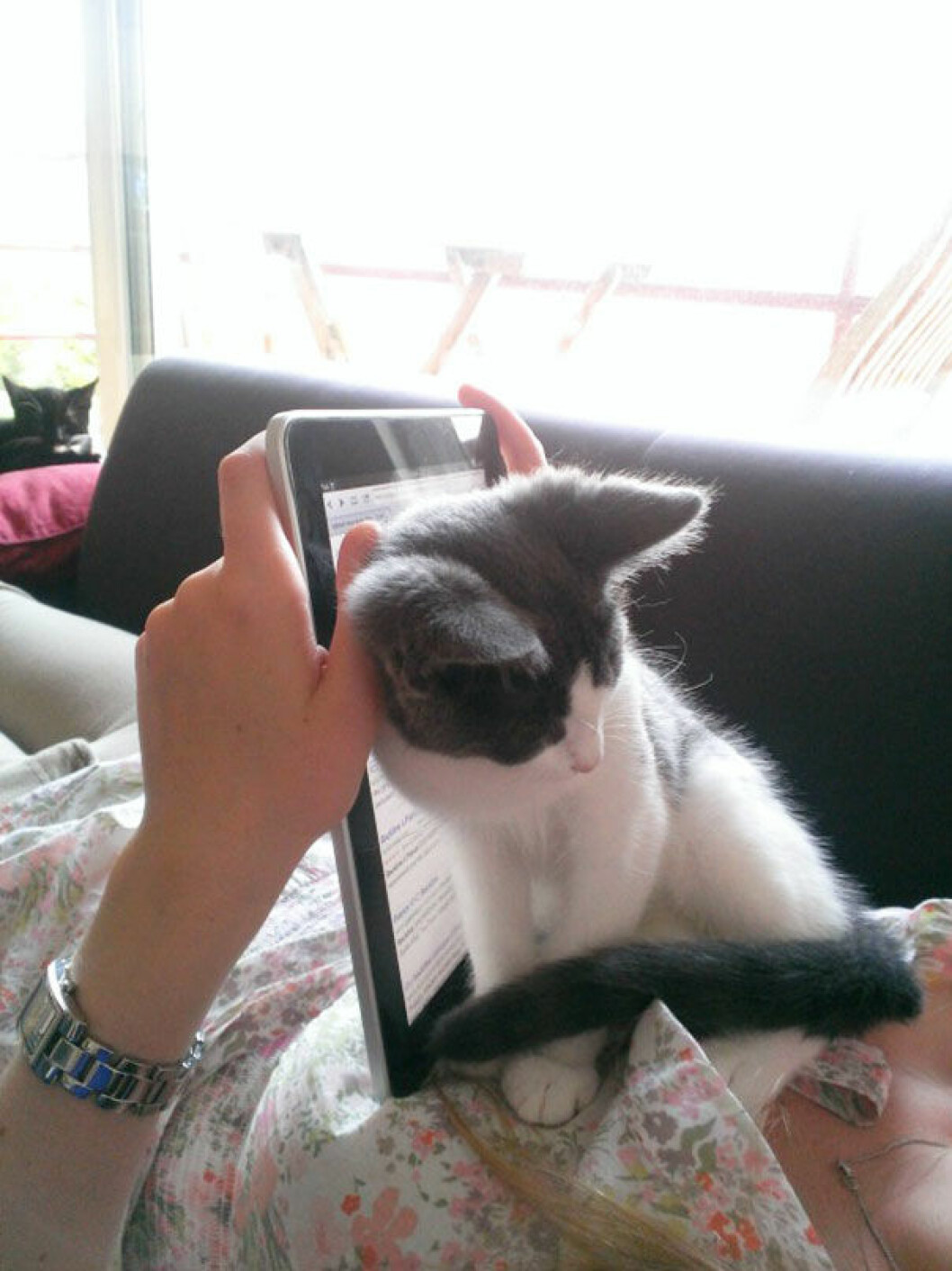 10. katt-ipad