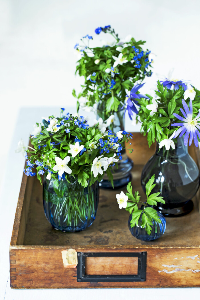 En bukett av enbart anemoner lyser upp vackert. Och när de vita, små skogsplantorna är blandade med några av trädgårdens blå blommor, som till exempel Balkansippan, får du en härlig mångfald. Buketter med anemoner