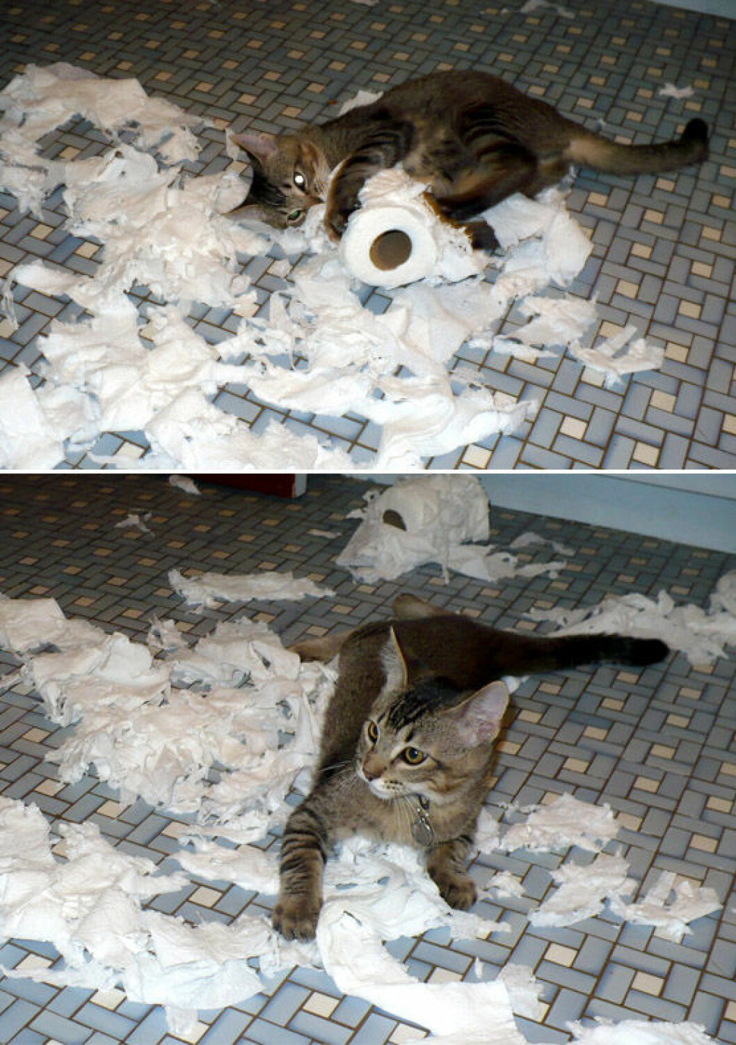 13. katt-papper