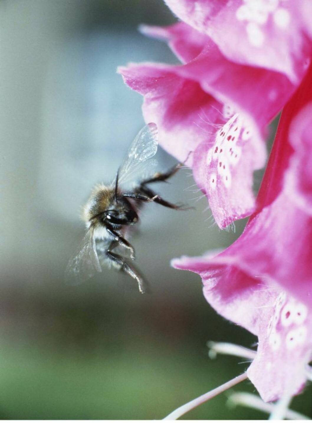 Humlor är effektiva pollinatörer eftersom de kan arbeta i sämre väder än vanliga bin. Bild: IBL Bildbyrå