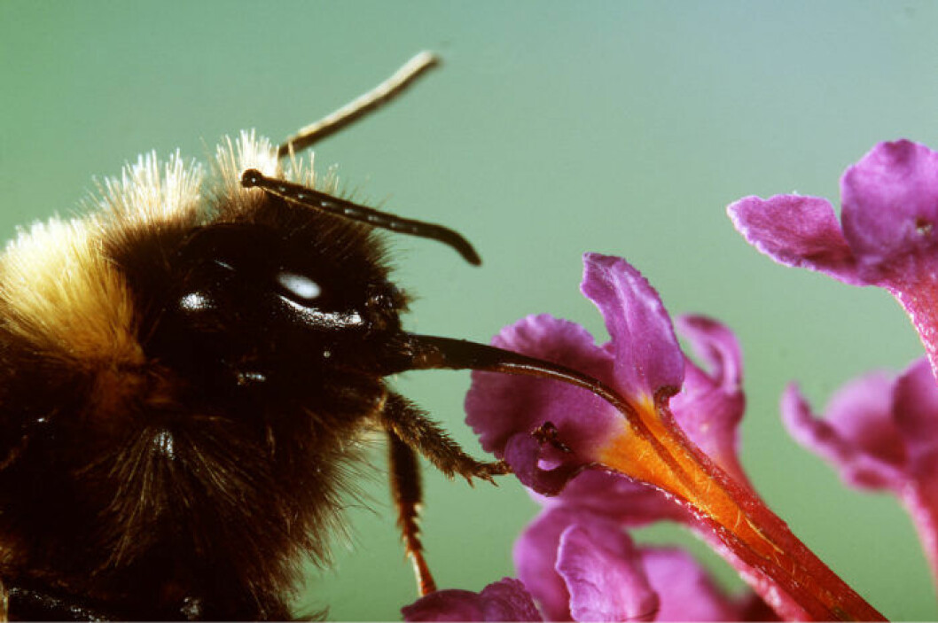 I Sverige behövs en dubbelt så stor mängd bin för att uppnå den pollinering som krävs under en säsong. Bild: IBL Bildbyrå