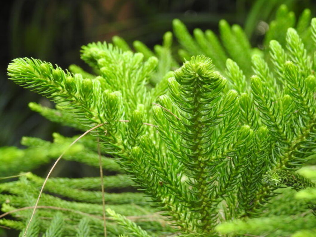 Kryptomeria.