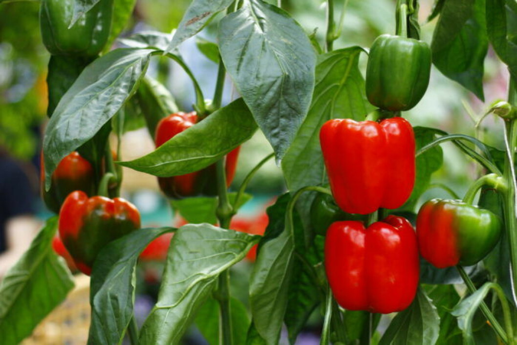 Bild: Shutterstock/IBL Röd paprika som fortfarande växer.
