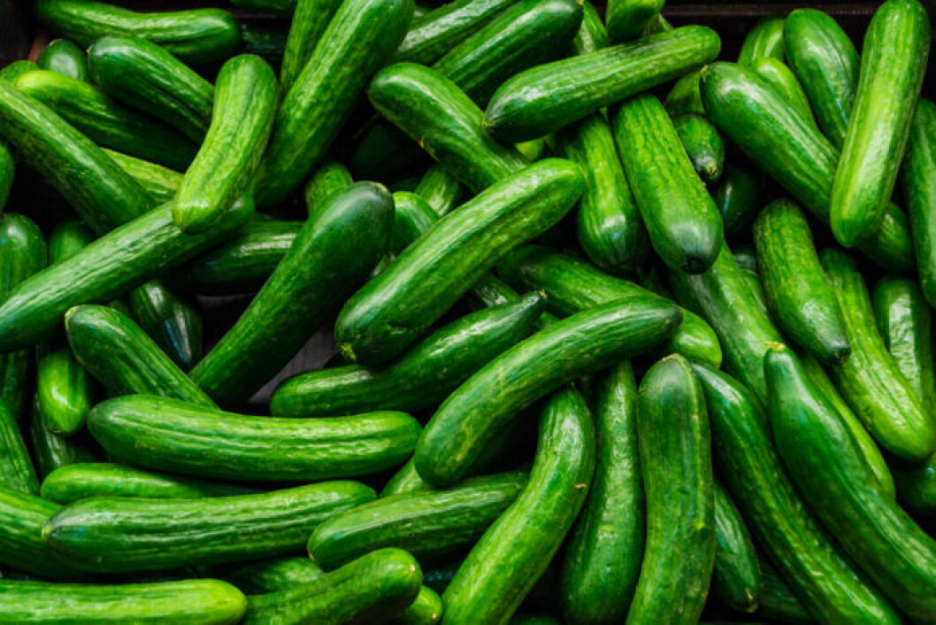 Bild: Shutterstock/IBL En mängd gurkor som ligger i en hög.