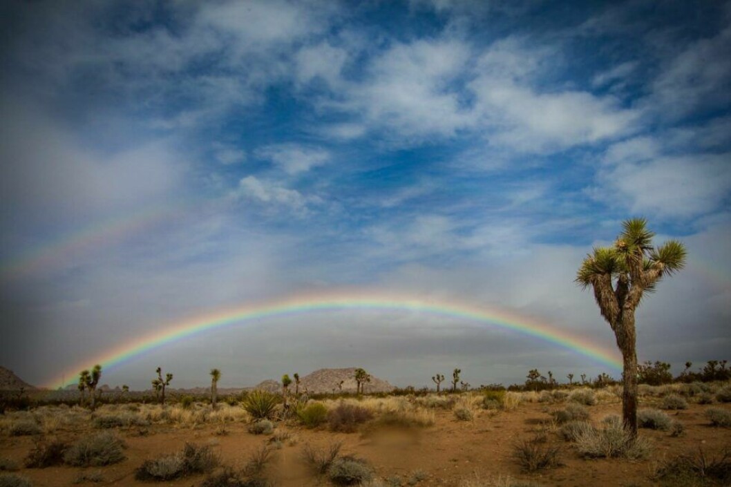 Nationalparken Joshua Tree. Joshua Tree