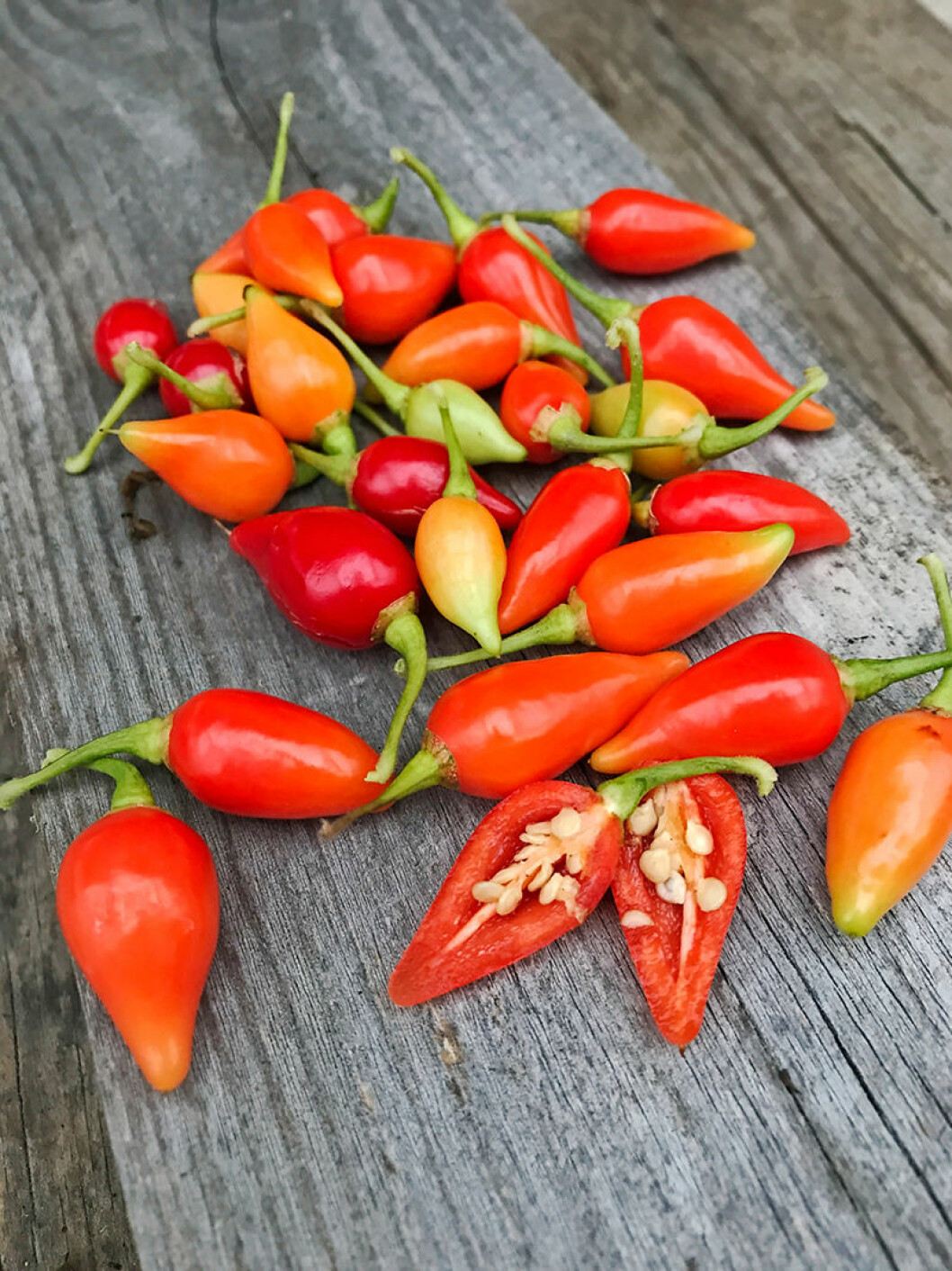 Chilipeppar-Biquinho