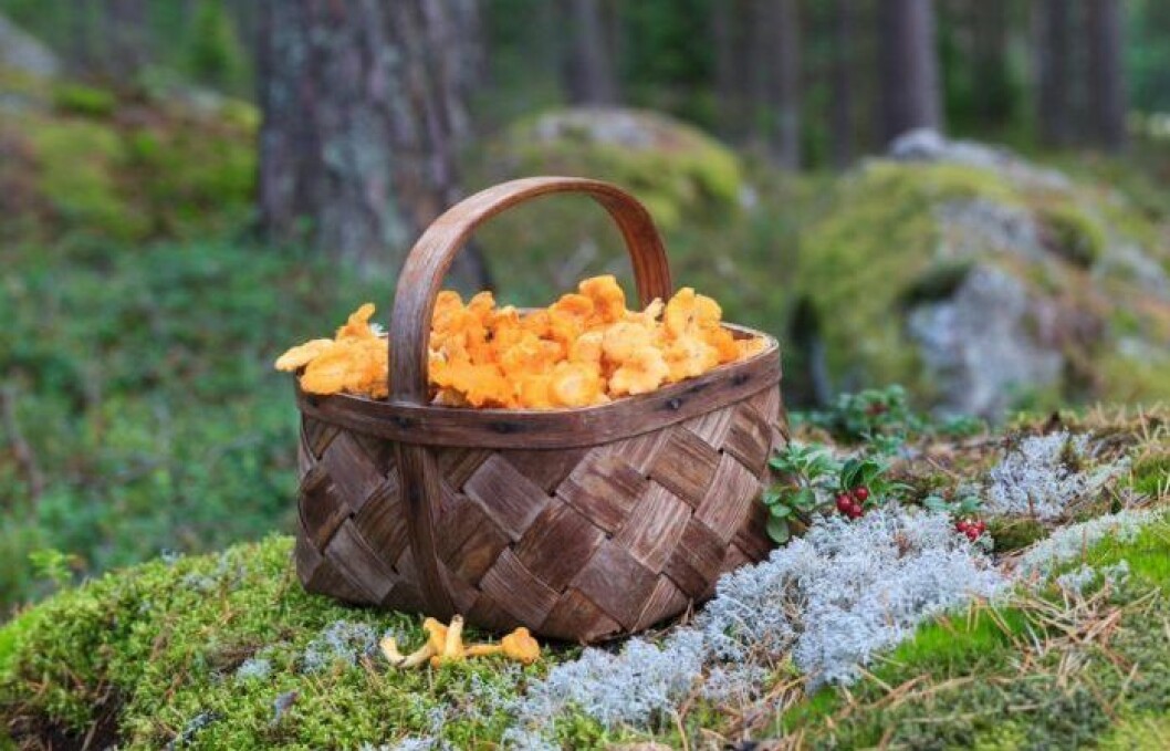 Vem drömmer inte om att hitta ett kantarellställe med gott om de gula, goda svamparna!