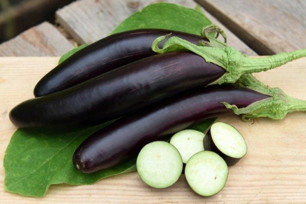 Purpursvarta, 20 cm långa frukter som tar moussakan till nya höjder! 8 tips till dig som vill så fröer!