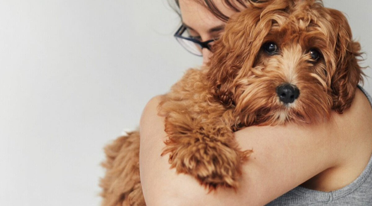 Stor guide: Så skyddar du din hund från fästingar