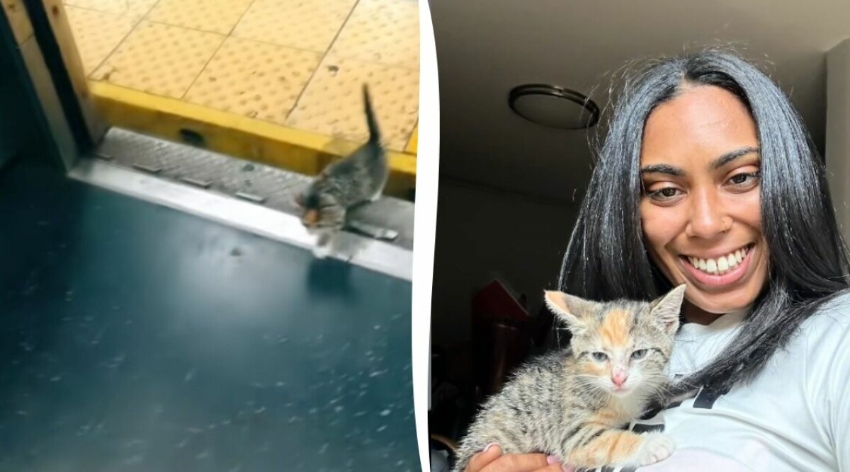 Kattungen klev på tunnelbanan – hittade ett nytt hem
