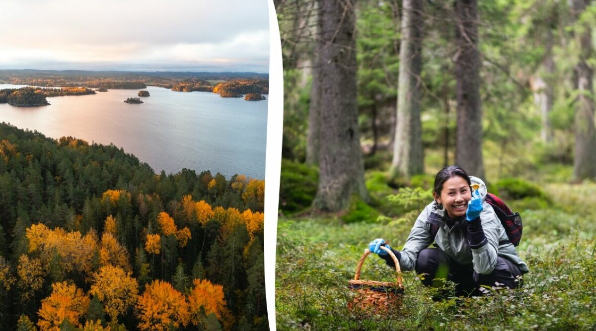 Friluftsliv trendar – därför ska du passa på och njuta av svensk natur i höst
