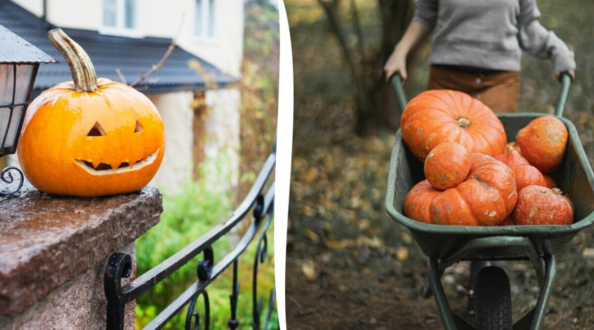 Plocka egna pumpor till Halloween