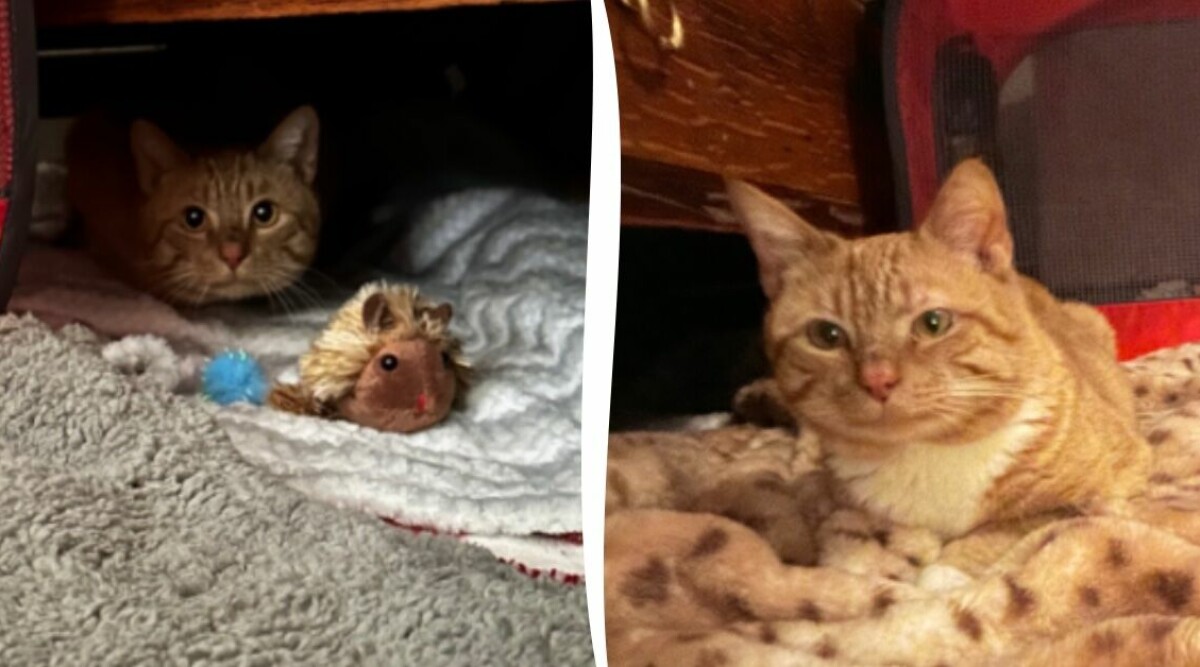 Katten Kurt var ensam i 8 månader – sen kom räddningen