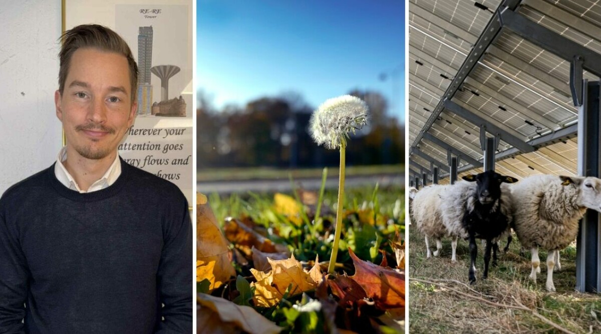 3 lyckopiller från hela landet – veckans glada nyheter