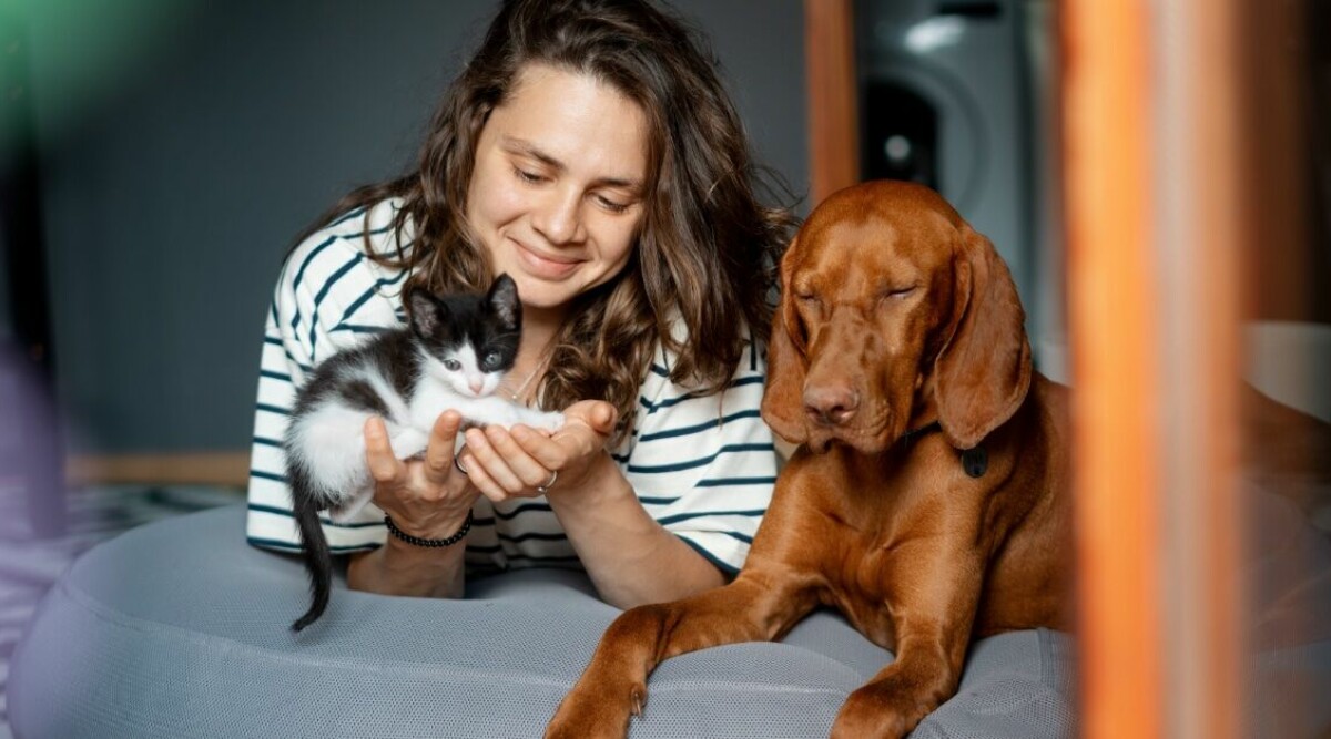 Kattägare är mer intelligenta – men hundägare gör det här