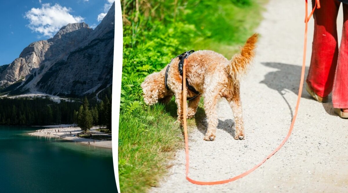 Hejdå hundskit – nu måste fyrbenta turister betala skatt
