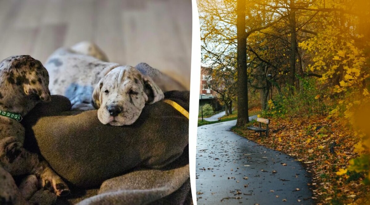 3 lyckopiller från landet: Vovven Alice fick 19 valpar • Hon donerar njure till sin kompis