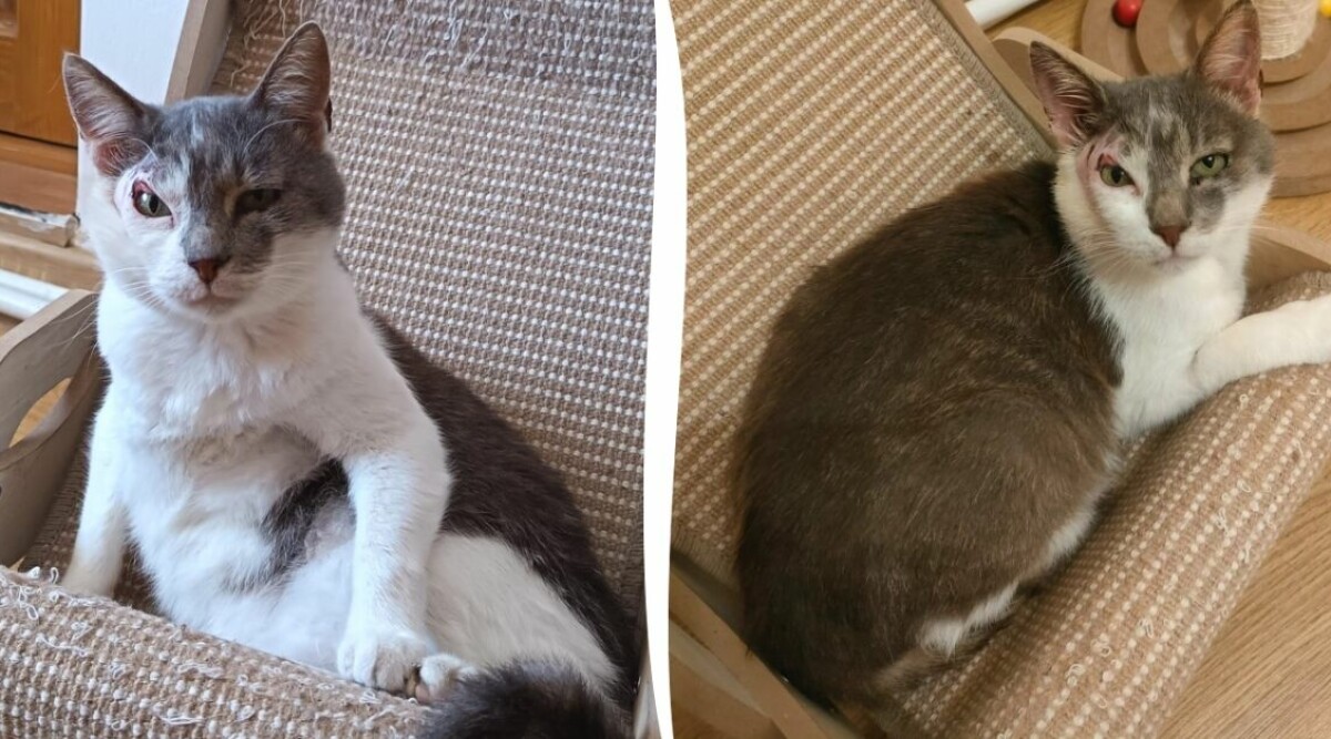 Ingen vill adoptera katten Marley – på grund av hans utseende