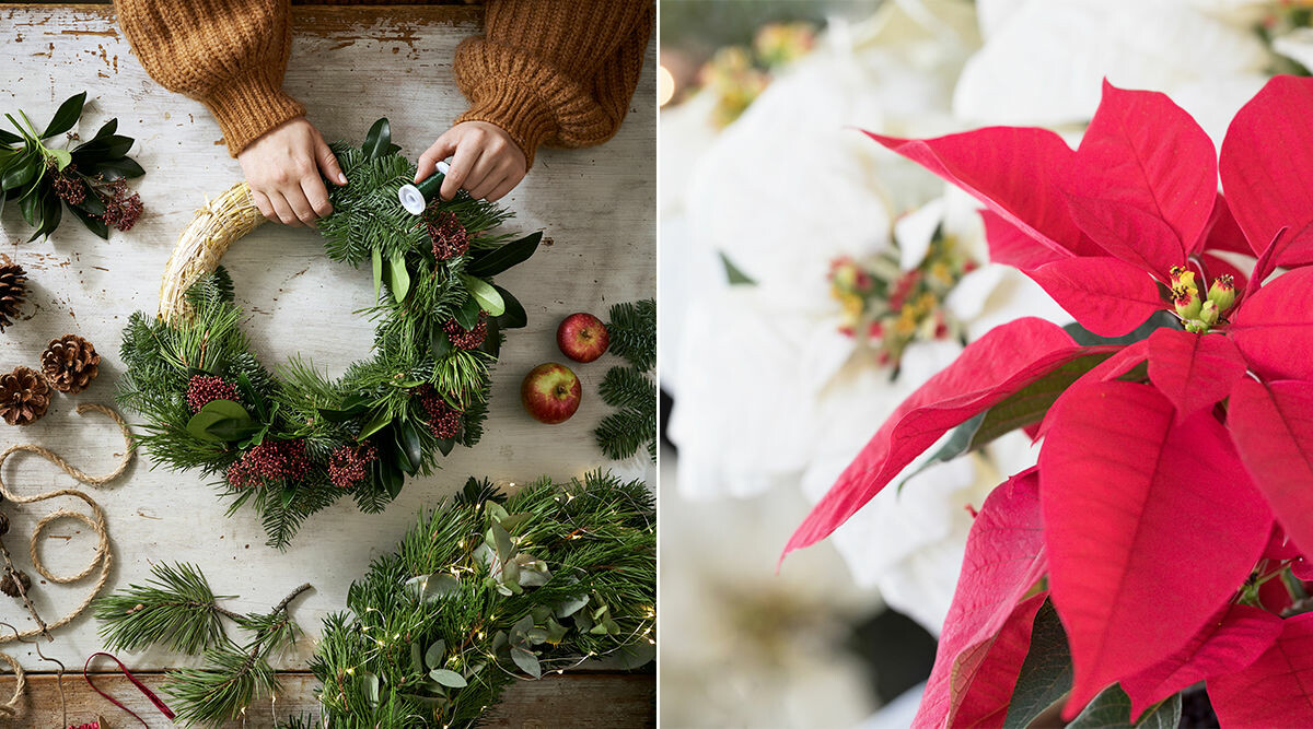 Julens trendigaste växter och blommor