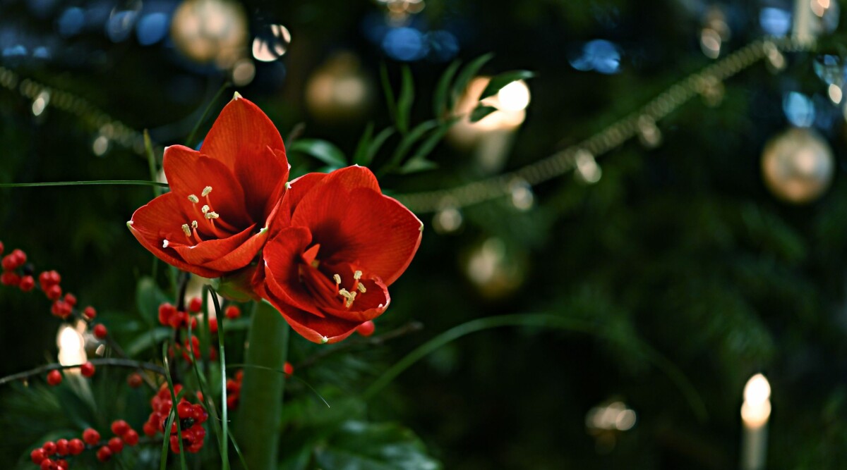 Så får du dina julblommor att blomstra