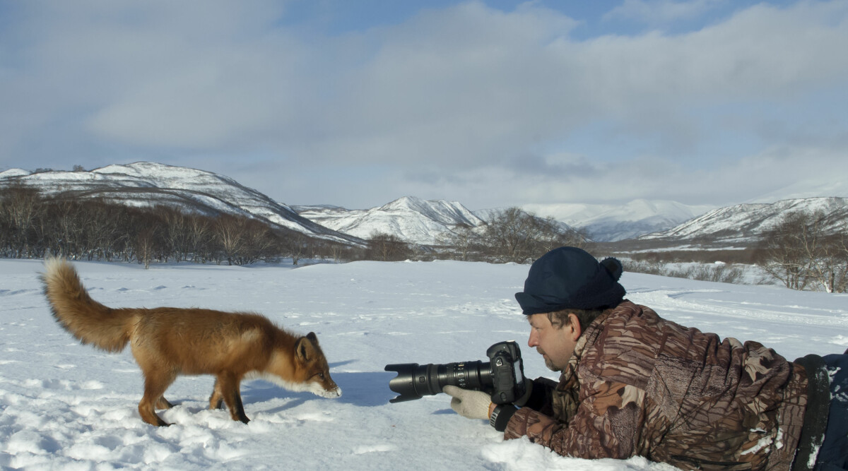 Djur som avbryter naturfotografer – gulligaste bilderna