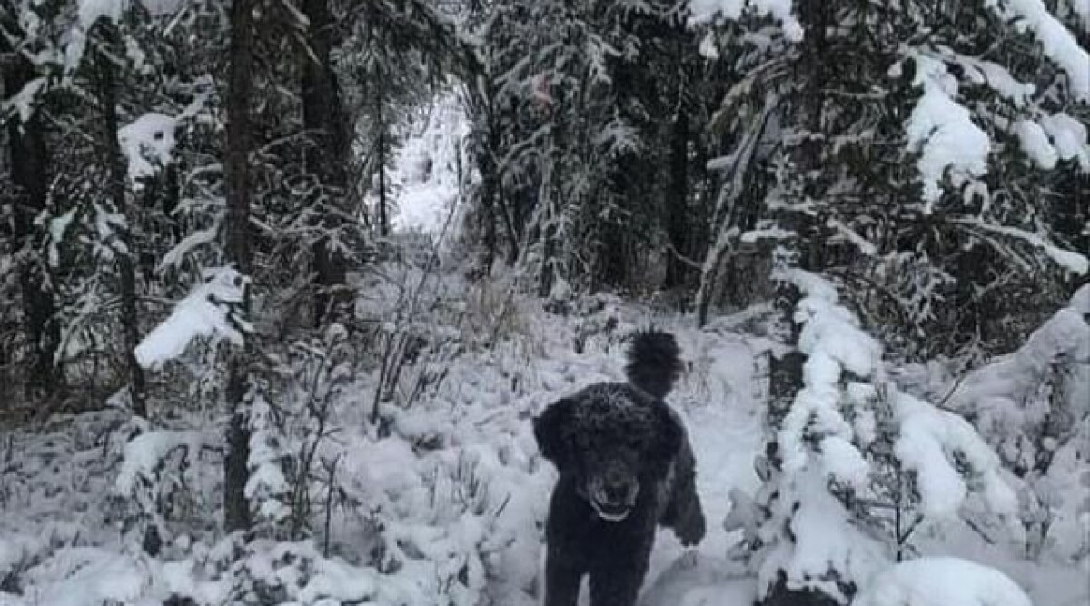 Bilden som delar internet – ser du en hund eller pojke?