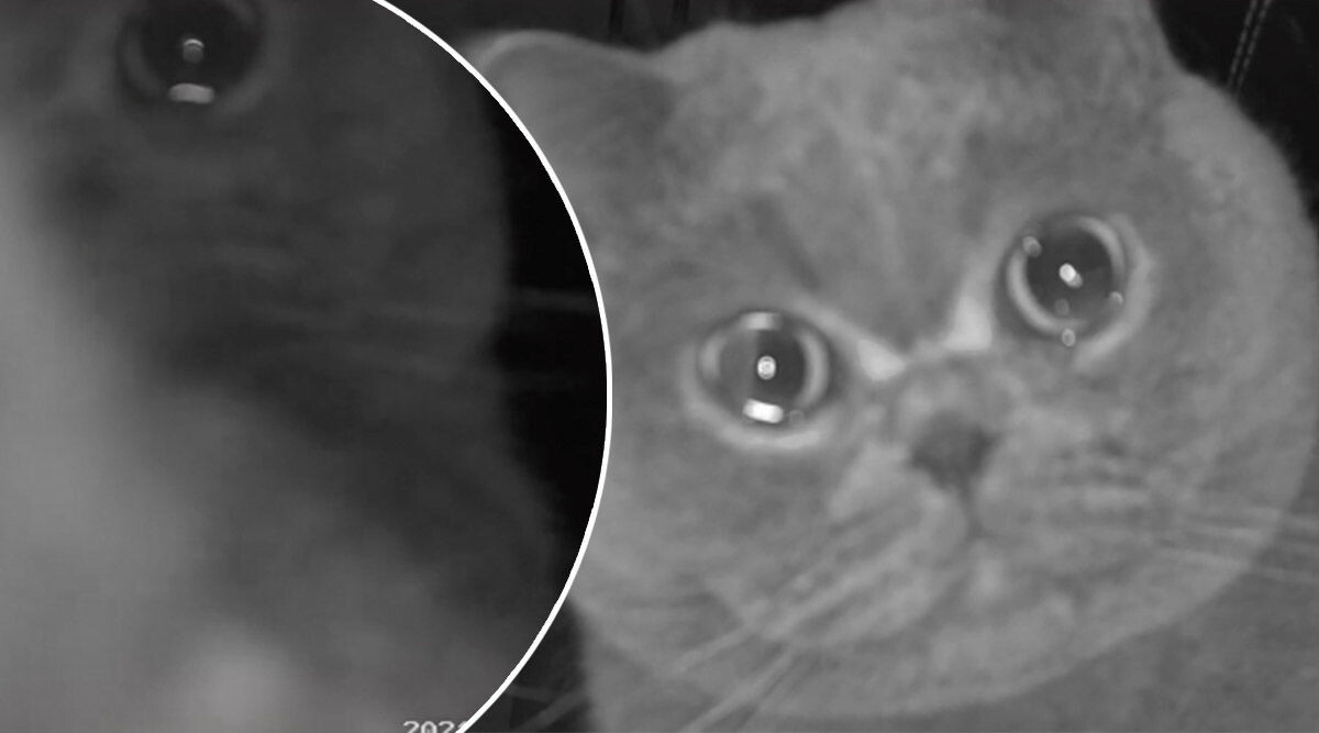 Videon visar hur katten gråter – när den lämnats kvar ensam