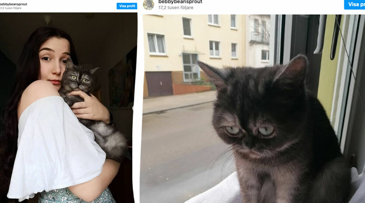 Ingen ville adoptera ”sura” katten – då fick hon sitt drömhem