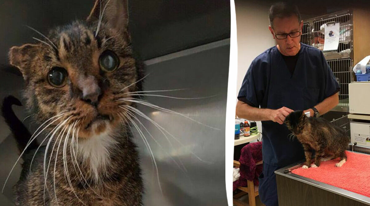 15-åriga katten får kärlek och ett hem för första gången