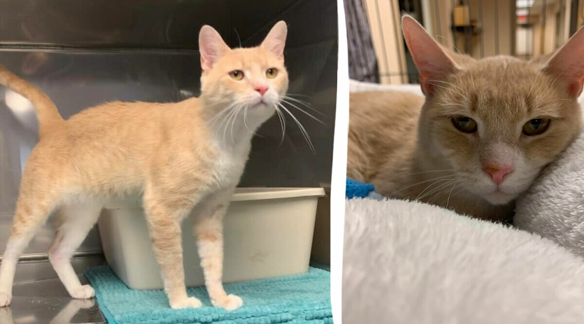 Katten lämnades in på hem – var för kelig