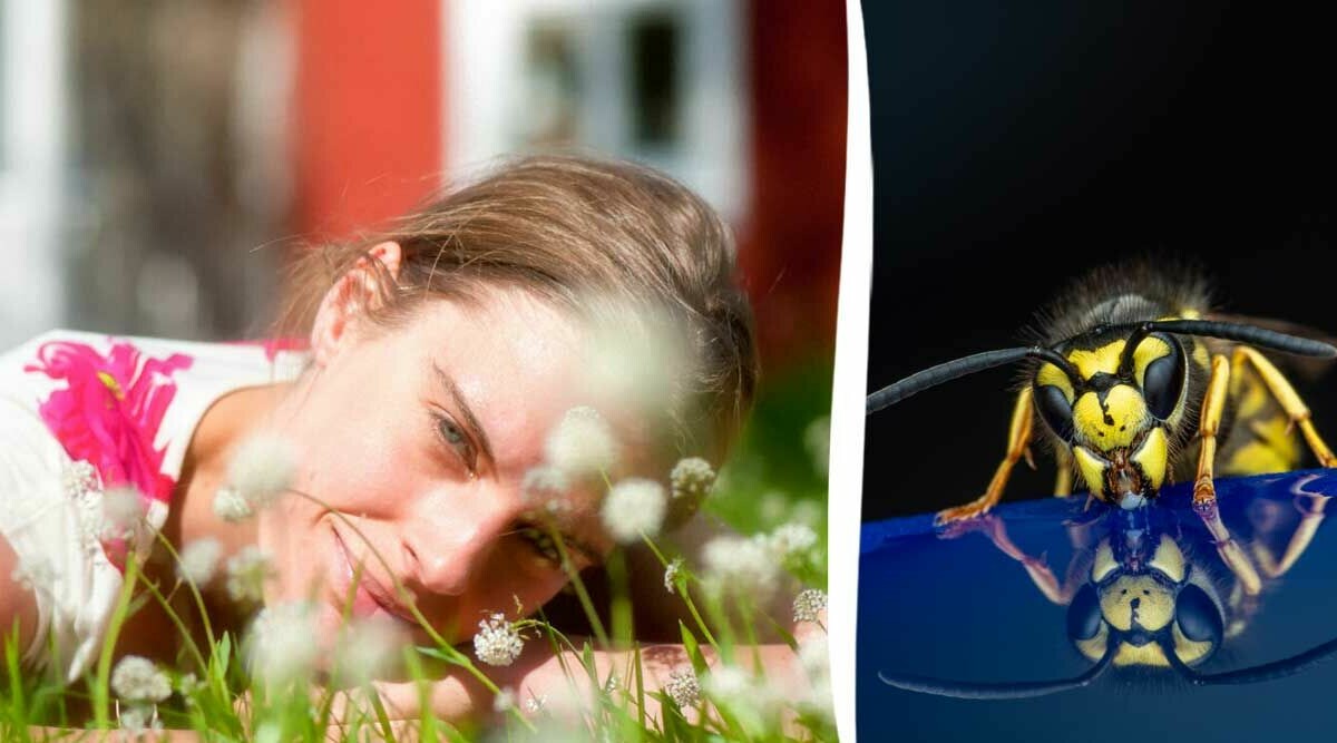 Slipp getingar i sommar – enkla knepet