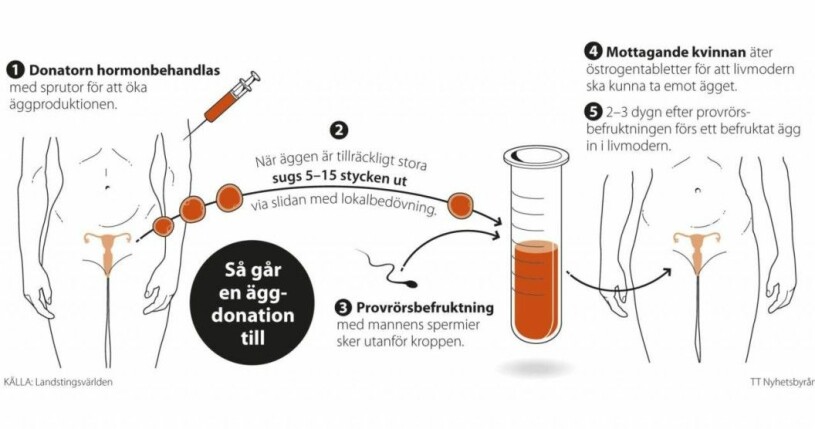 Grafik: Petra Frid/TT Grafik över hur äggdonation fungerar