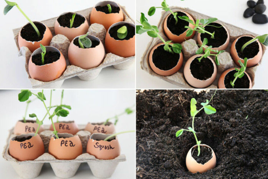 Via: <a href="http://www.squawkfox.com/2012/04/12/seedling/" target="_blank">Squawfox</a> aggskal-plantera
