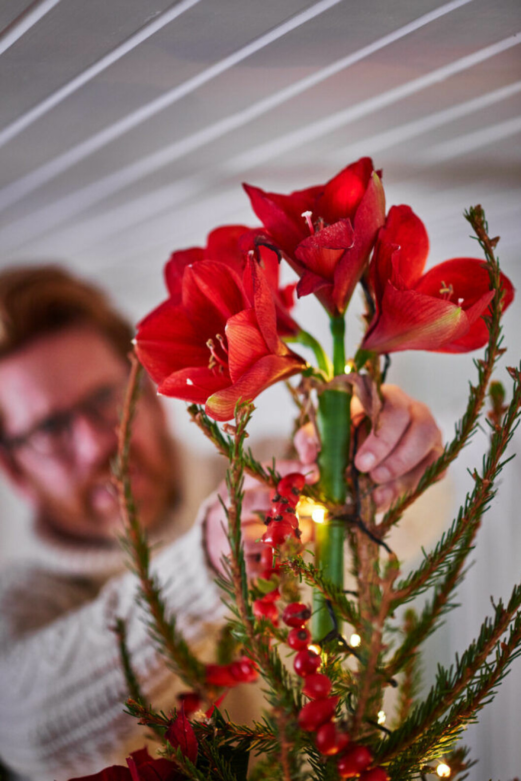 amaryllis i julgranstopp