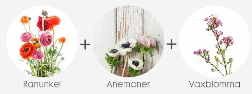 anemoner-ranunkel