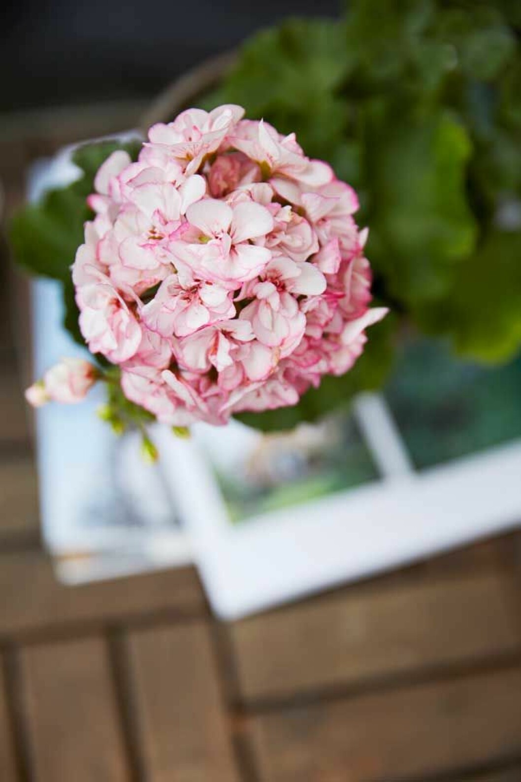 För sin hortensialiknande form vann ”Picotree Pink” Årets Pelargon. Foto: Lina Arvidsson