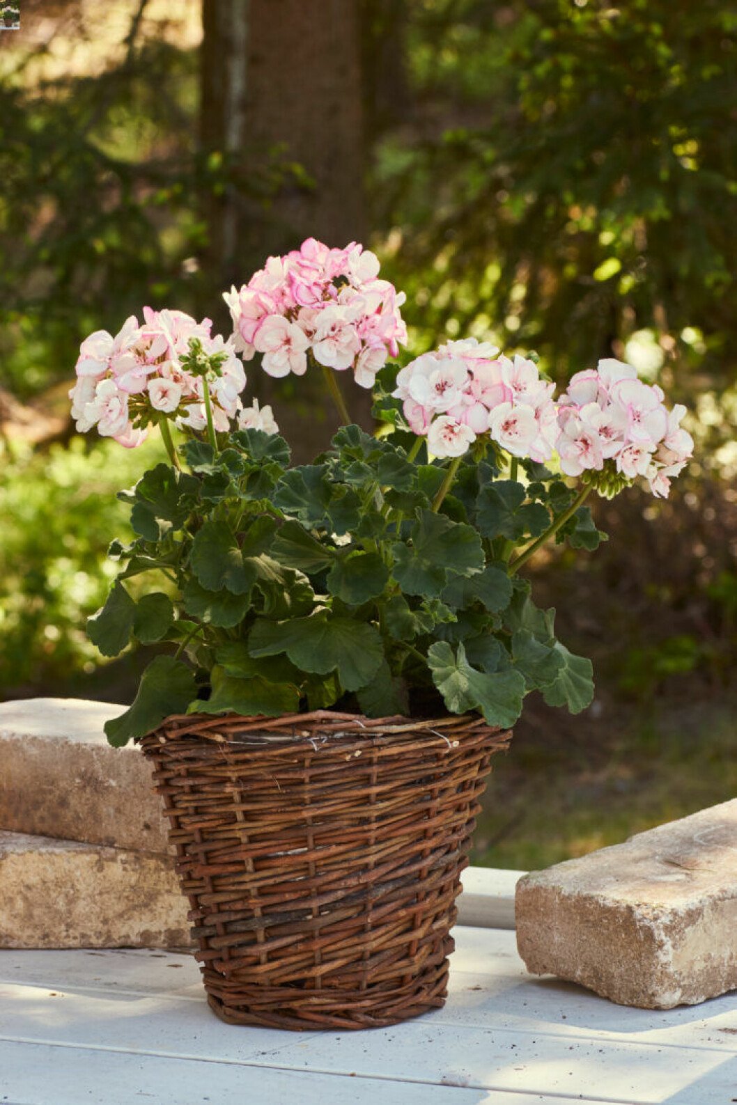 Årets Pelargon 2018 – Chokladpelargoner från Brocade-serien. Årets Pelargon 2019