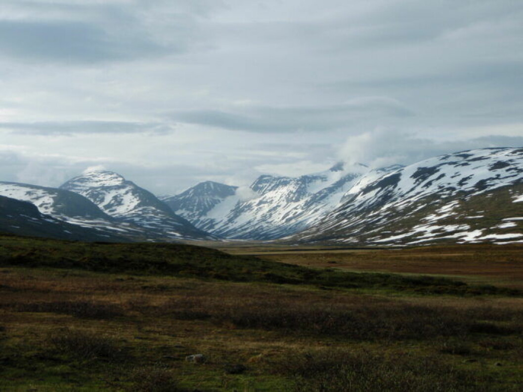 sarek