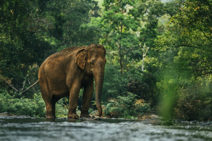 De senaste 75 åren har antalet asiatiska elefanter minskat med närmare 90 procent, framför allt på grund av att skogarna krymper. Asiatisk-elefant
