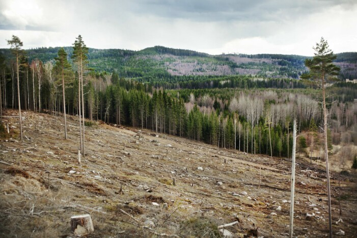I dagsläget är knappt 15 procent av Sveriges yta skyddad. Avverkad svensk skog.
