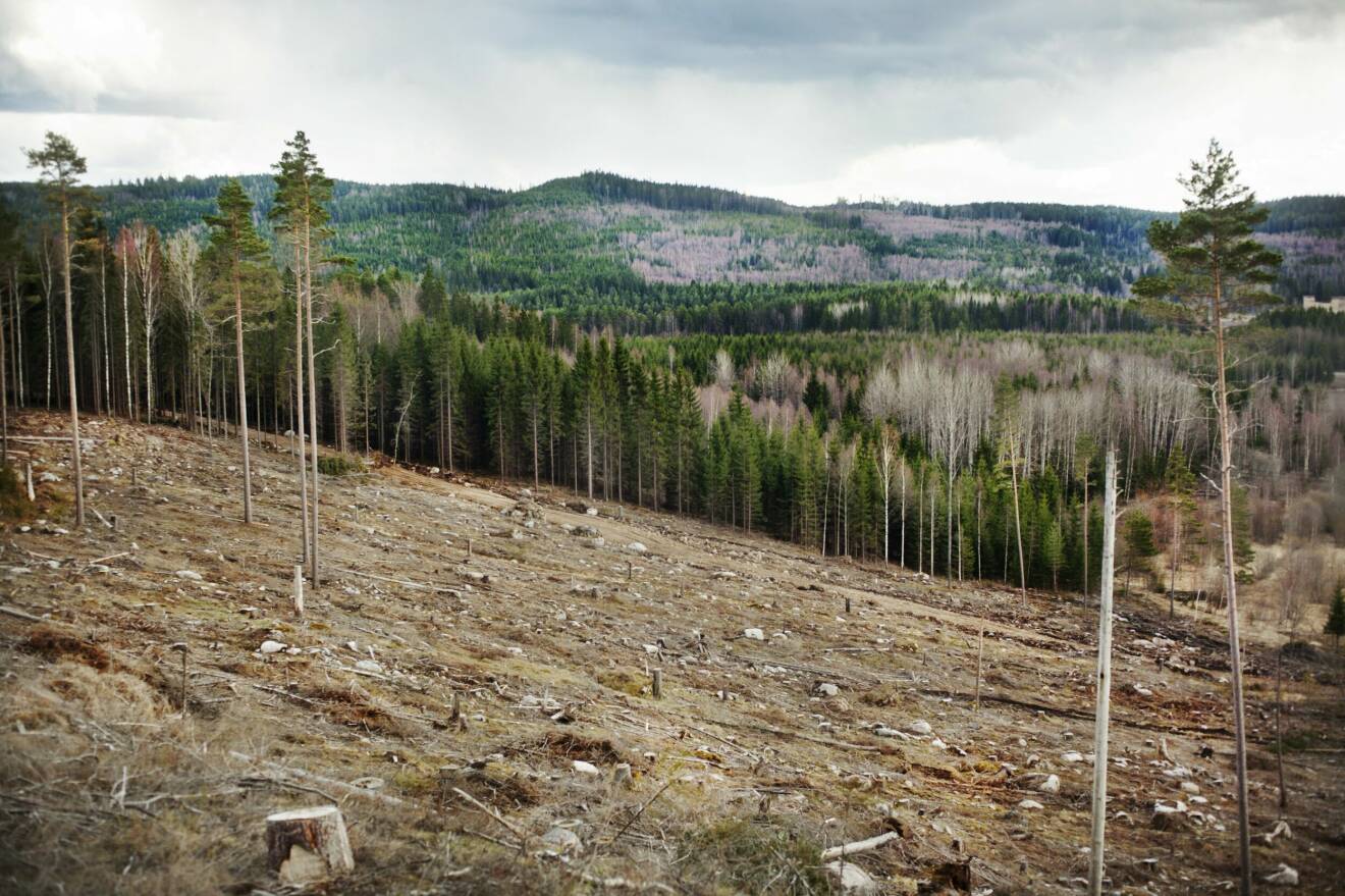 Avverkad svensk skog.